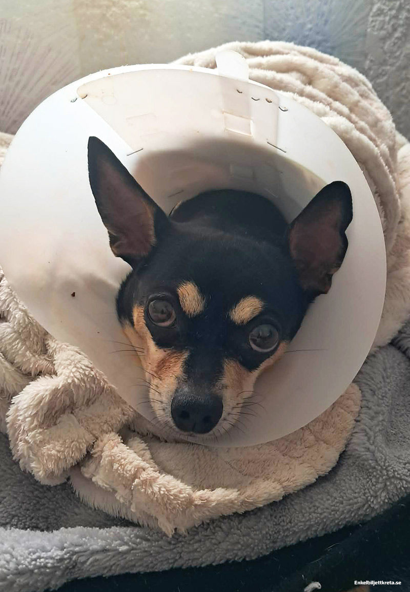 Skärrad, rädd, lite yr efter operation. Men allt kommer gå bra, och hon mår bättre idag.