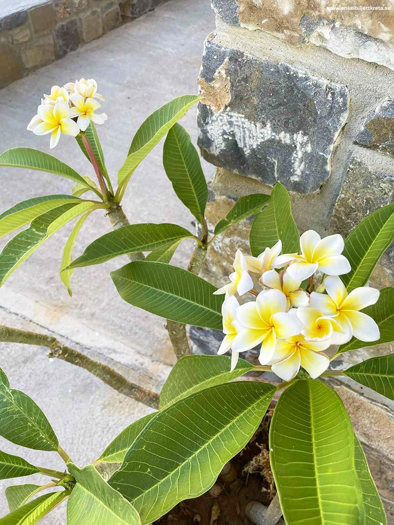 Efter nästan fyra år utan blommor stod den plötsligt i blom en månad innan Mia skulle komma hem igen - men Mia hann aldrig se den...
