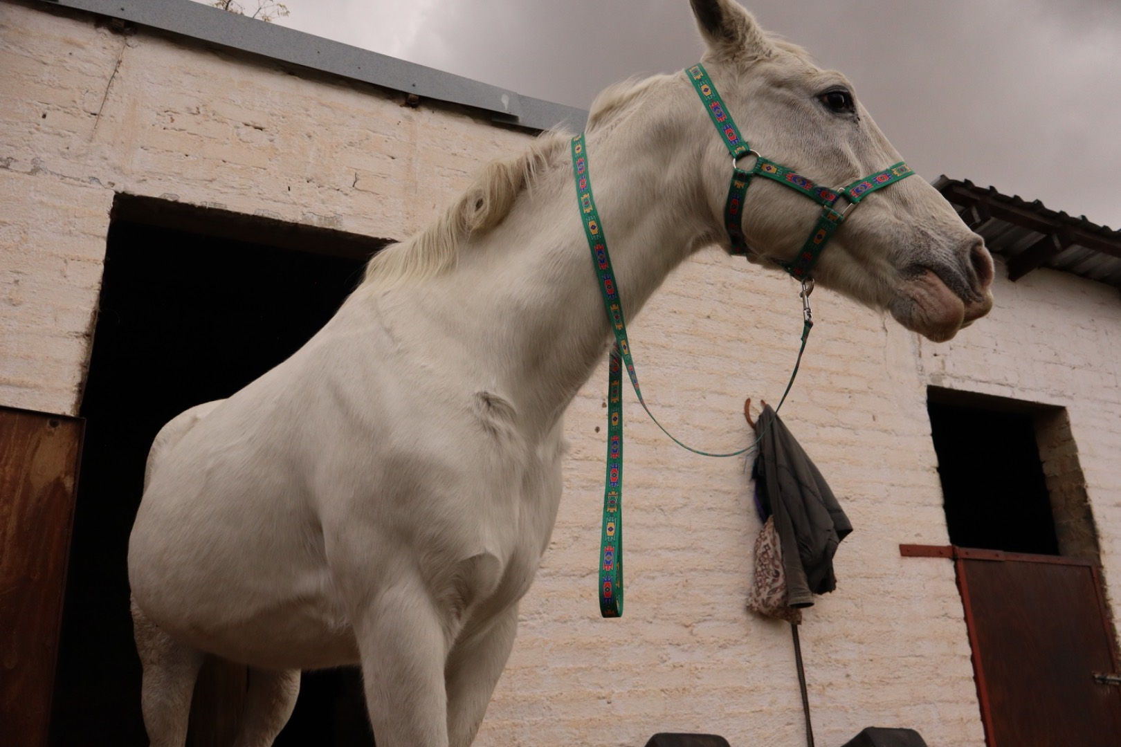 Abela Horse Halters