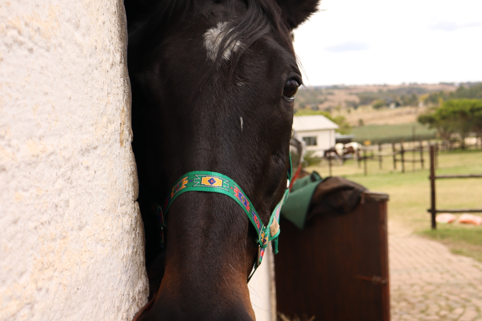 Abela Horse Halters