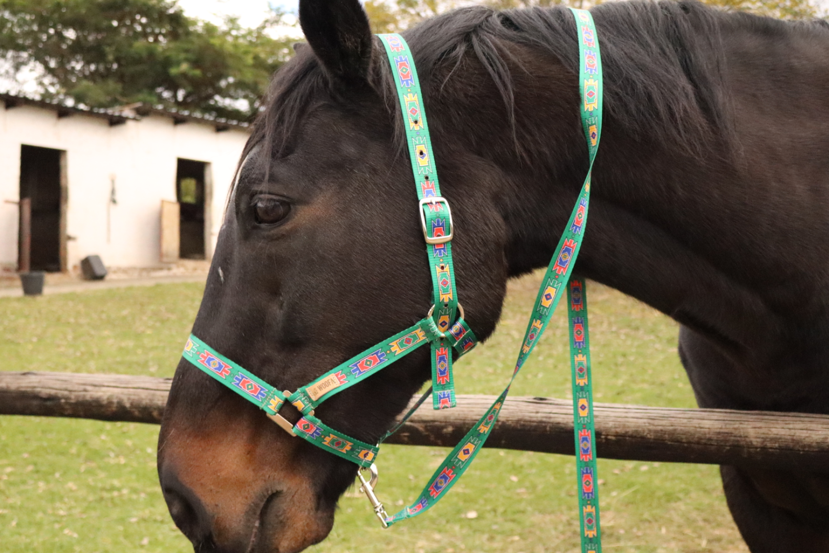 Abela Horse Halters