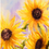 Thumbnail: Sunflowers Looking Toward the Sun – Watercolor Art Print-DeElla Hoberg Art