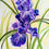 Thumbnail: Purple Iris in Bloom- Watercolor Art Print-DeElla Hoberg Art