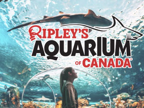 Traipsing Around Toronto with a Toddler: Ripley’s Aquarium of Canada