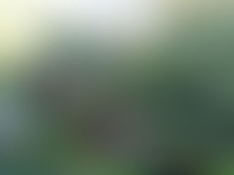 The Blooms of Butchart Gardens