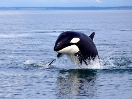 Off to See the Whales!