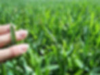 Thumbnail: Buffalo Grass