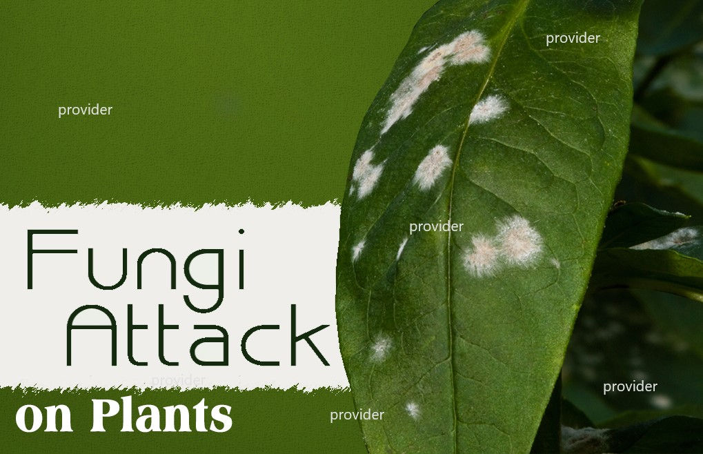 Fungicide For Garden
