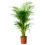 Thumbnail: Areca Palm