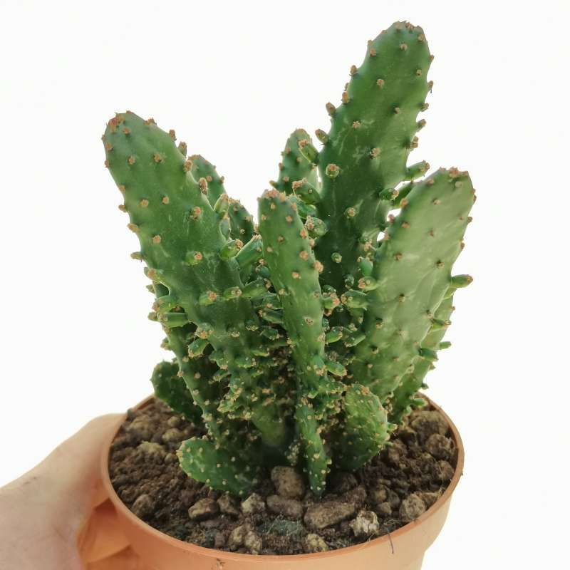 Thumbnail: Opuntia monacantha