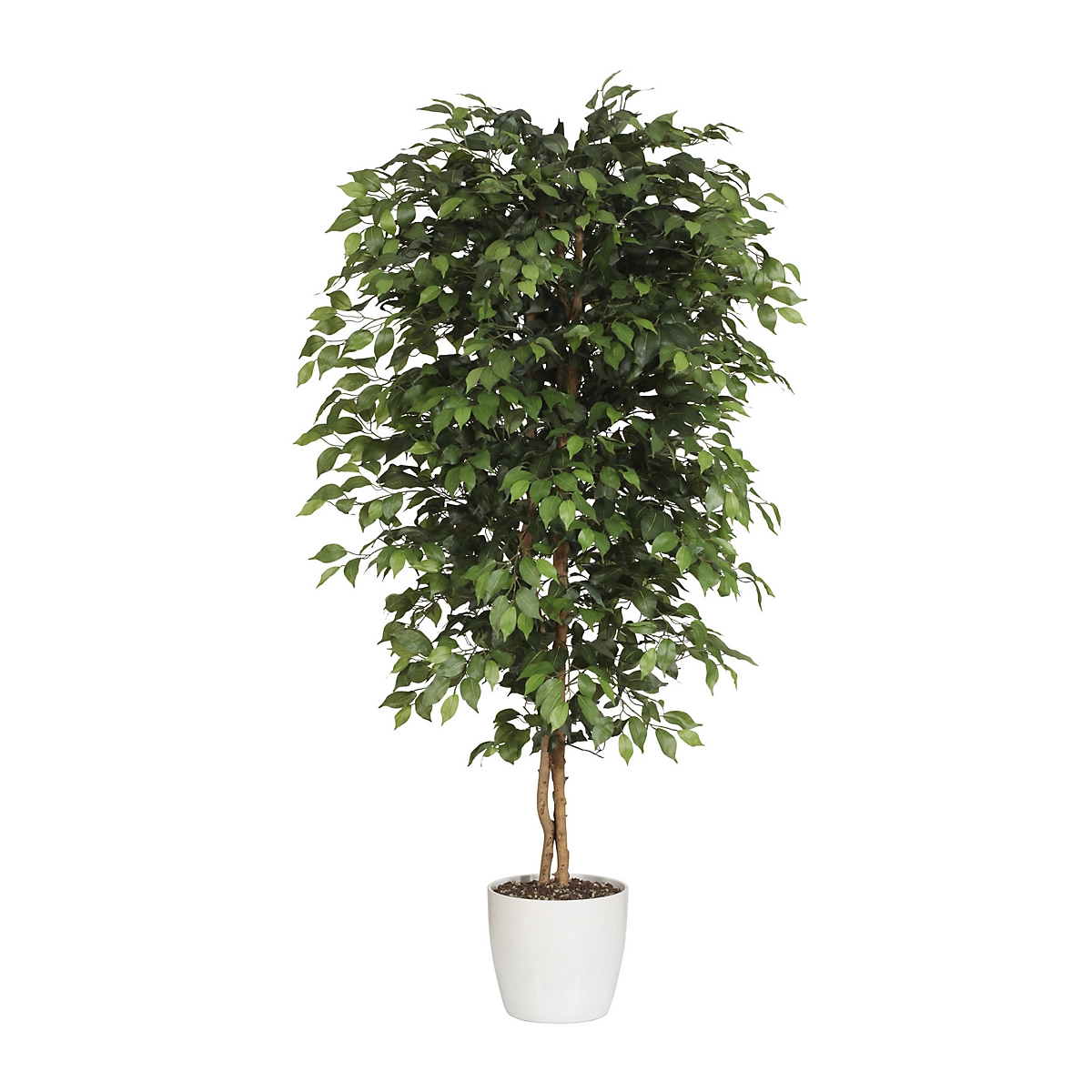 Ficus Benjamina
