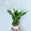 Thumbnail: Peace Lily