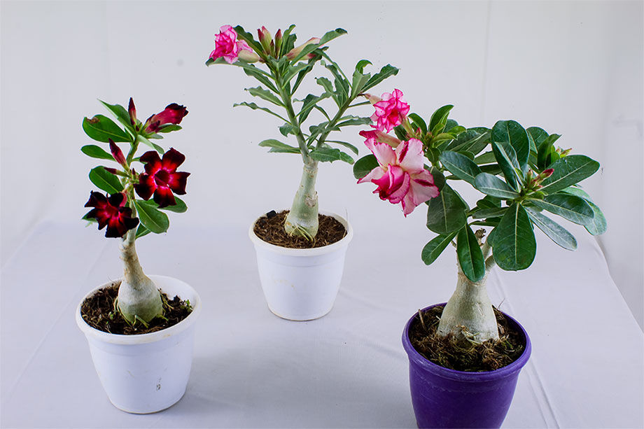 Thumbnail: Adenium