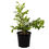 Thumbnail: Boxwood Plant