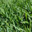 Thumbnail: Buffalo Grass