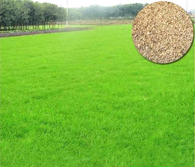 Thumbnail: Bermuda Grass