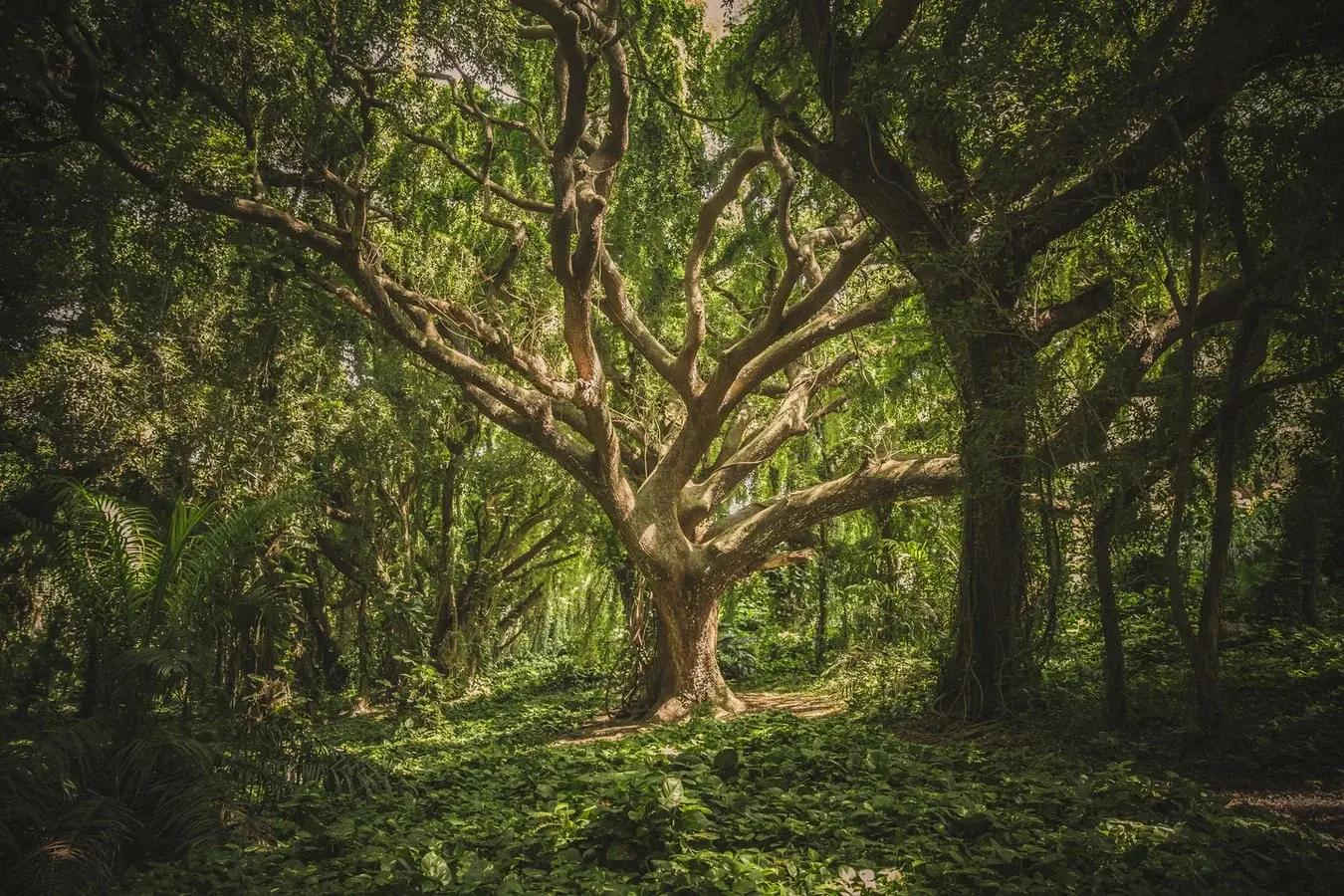 Copaiba Tree (Copaifera langsdorffii)