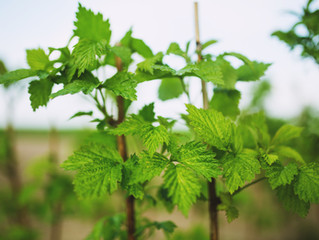 Himbeerbrand: Obstbrand vom Feinsten