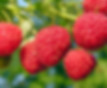 Himbeeren von höchster Qualität