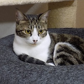 保護猫キジトラ