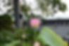 蓮の花