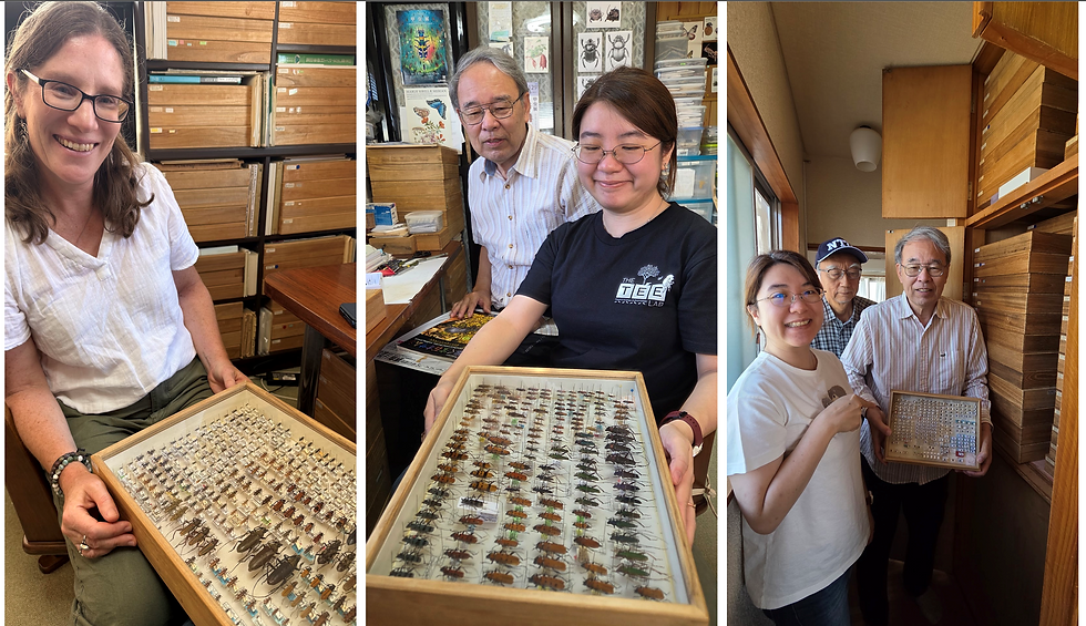 Dr Ochi showing us his private collection, including other insect groups. Photos 2026 Eleanor & Xin Rui.