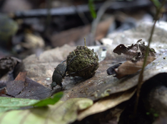 (New Publication) Towards red listing understudied tropical insects: A case study of the dung beetles of Sabah, Malaysian Borneo
