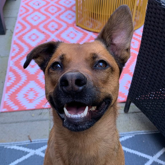 dog sitting