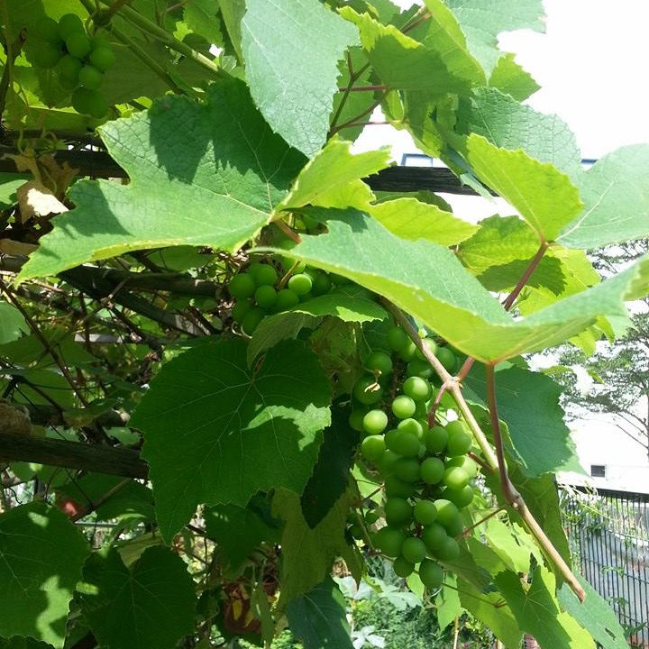 Growing Grapes in Tropical Singapore