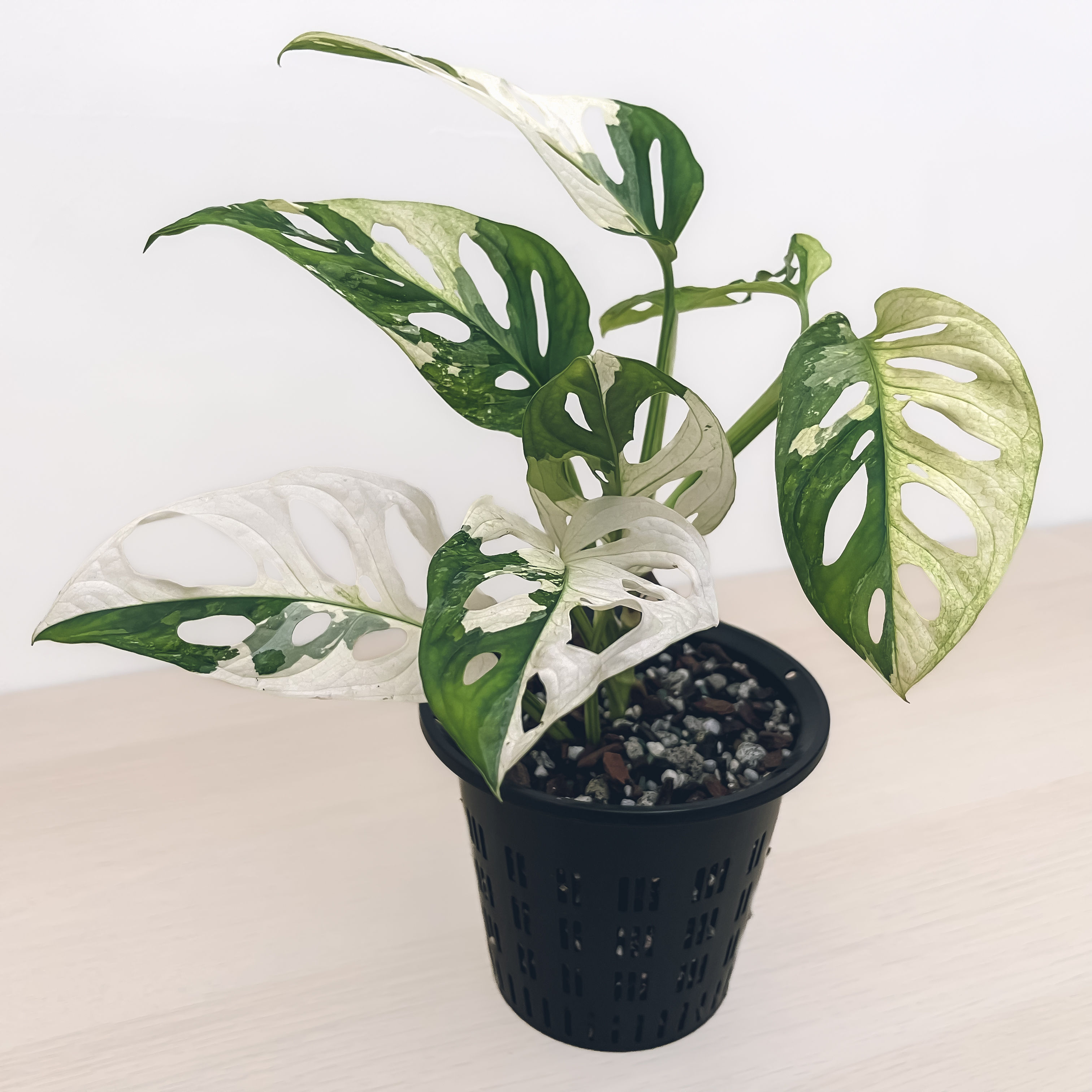 MONSTERA ADANSONII ALBO H