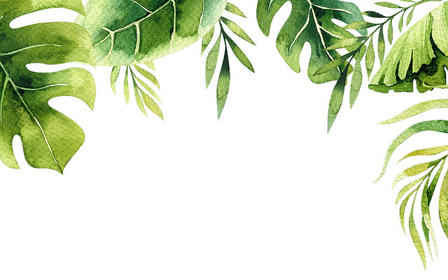 Foliage Chlorofeel Online Plant Garden Store Singapore