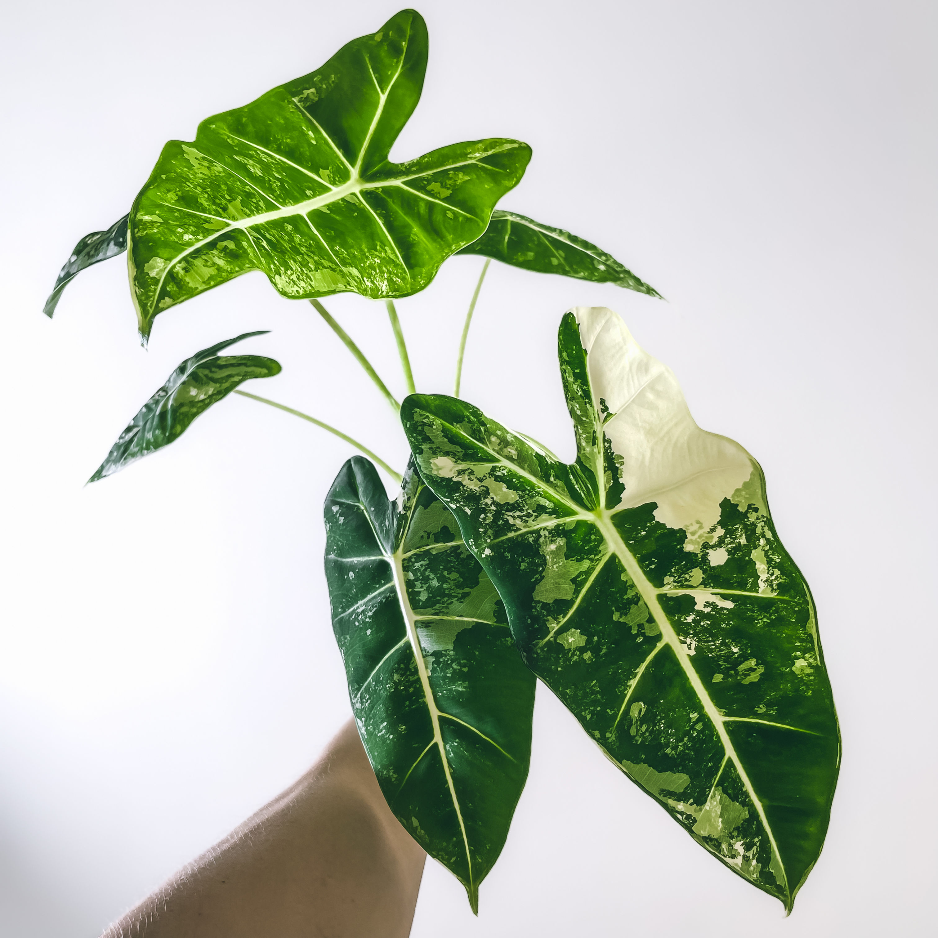 ALOCASIA FRYDEK VARIEGATA G