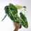 Thumbnail: ALOCASIA FRYDEK VARIEGATA I