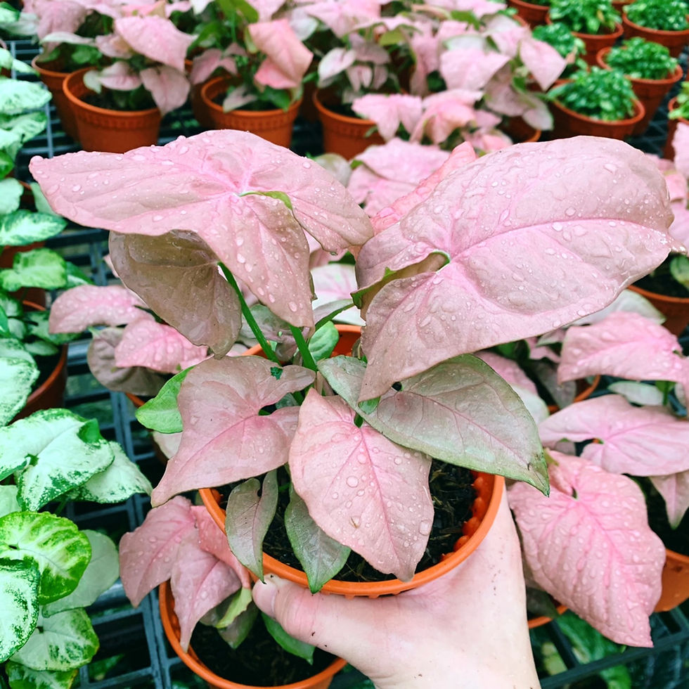 SYNGONIUM PEACH PINK