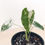 Thumbnail: ALOCASIA FRYDEK VARIEGATA E