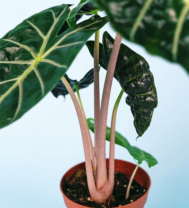 ALOCASIA PINK DRAGON