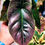 Thumbnail: ALOCASIA AZLANII