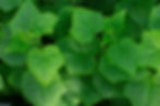 sustainability leaf.jpg