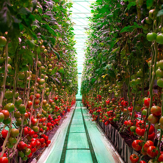 TLF_Organic TOV_LED_DT_2.jpg