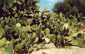 cactus.gif