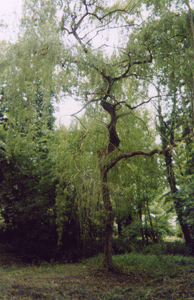 arbre.gif