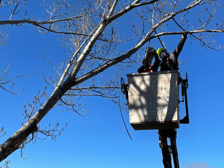 PODA DE GRANDES EJEMPLARES DE POPULUS SP