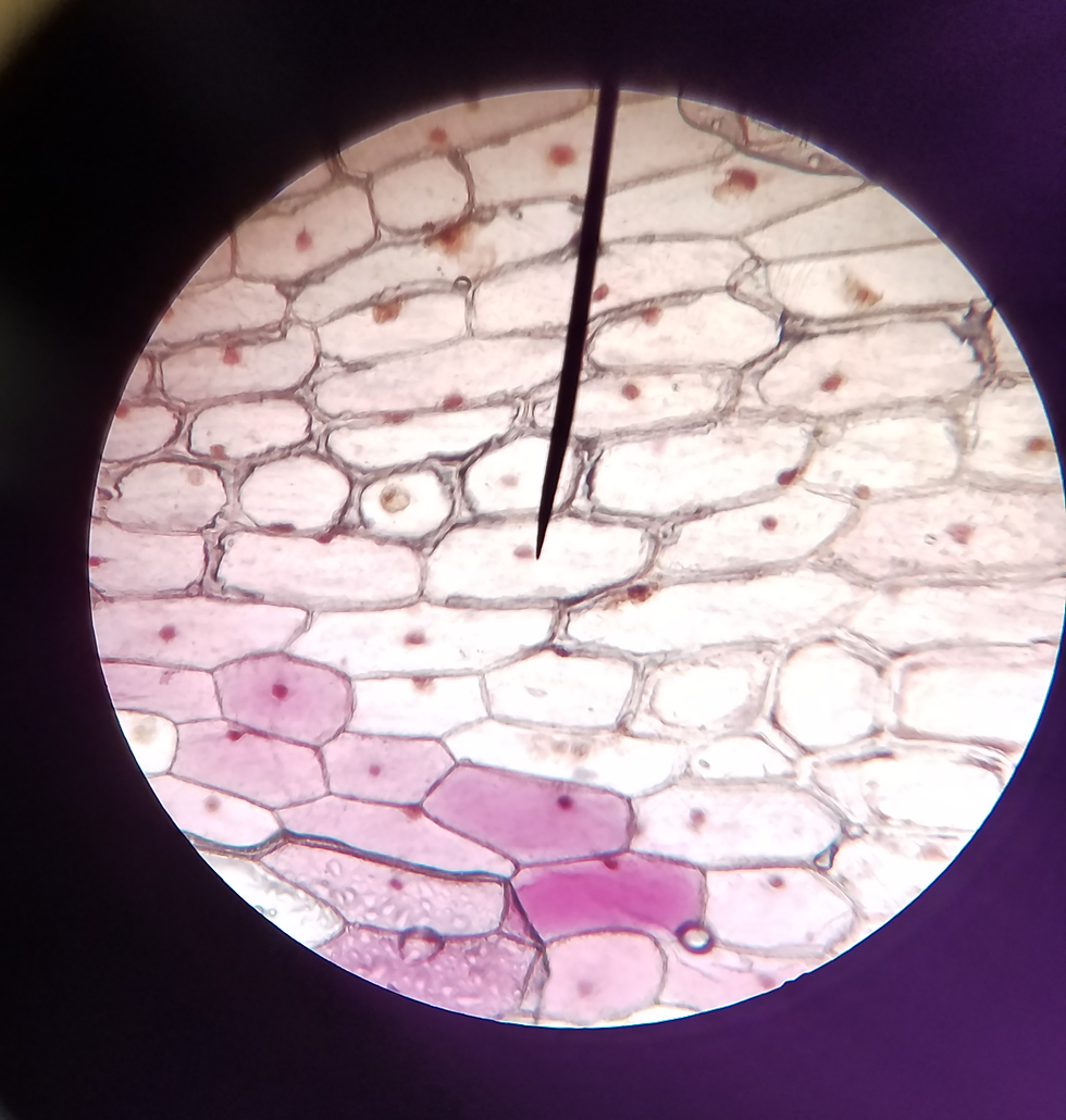 Cellules d'oignon au microscope