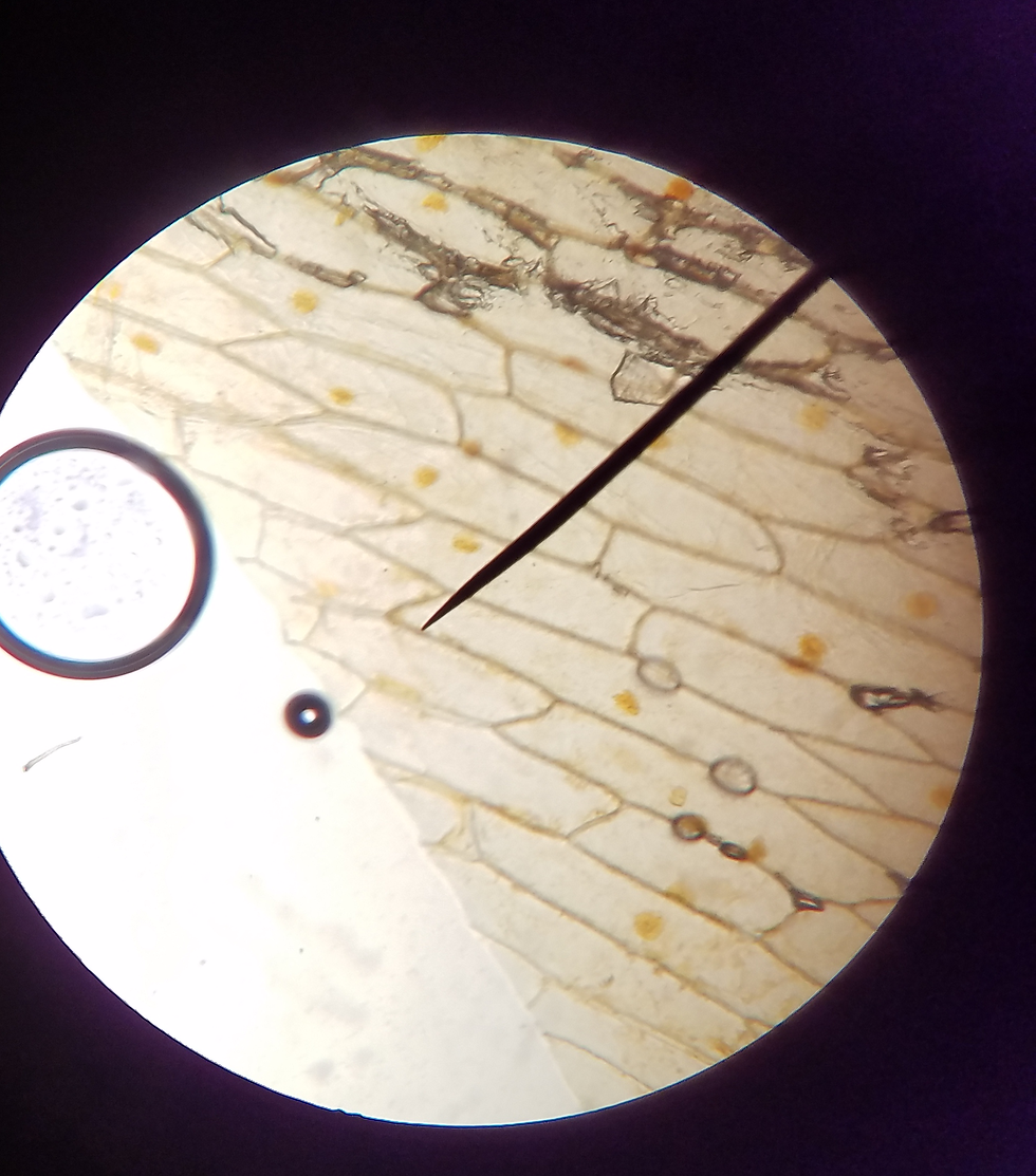 Cellules d'oignon au microscope.