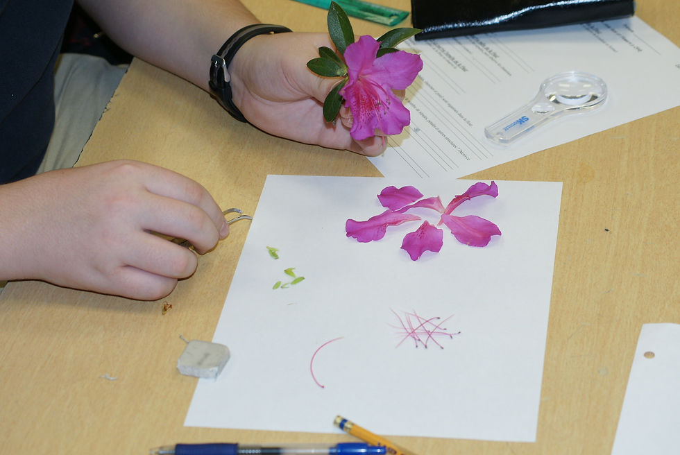 Dissection d'une fleur.