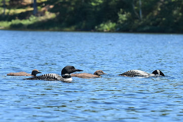 Lake one loon family.jpg