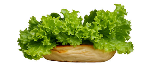 Asset 1bottom bun 2 (1).png