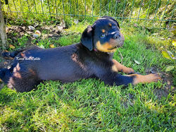 Cuccioli Dell'Oplite