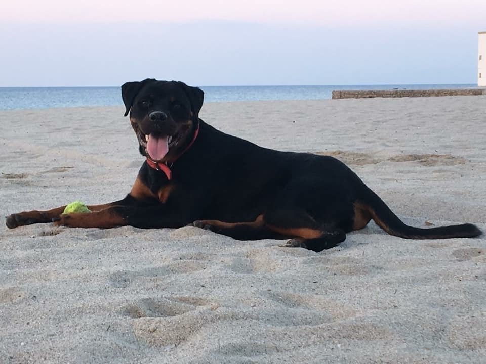 Emily vom Blukenaghen