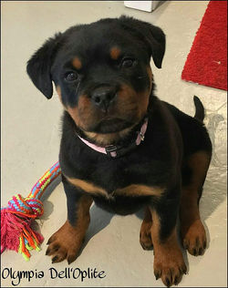 8a3c5b_18bad44e2c2d441da7803e4da9794905~mv2